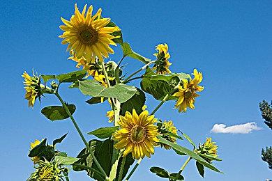 《最后的生还者》剧集即将终结 2代游戏销量激增